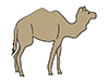 Camel ｜ Camel ――Animal ｜ Animal ｜ Free Illustration Material