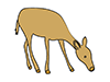 Deer ｜ Deer ――Animal ｜ Animal ｜ Free Illustration Material