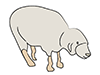 Sheep | Sheep-Animal | Animal | Free Illustrations