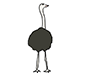 Ostrich ｜ Ostrich --Animal ｜ Animal ｜ Free Illustration Material