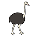 Ostrich ｜ Ostrich --Animal ｜ Animal ｜ Free illustration material