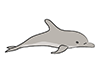 Dolphin ｜ Sea pig ―― Animal ｜ Animal ｜ Free illustration material