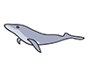 Whale ｜ Whale-Animal ｜ Animal ｜ Free Illustration Material