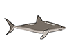 Shark / Shark-Animal | Animal | Free Illustration Material