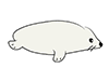 Seals / Sea Lions-Animal | Animals | Free Illustrations