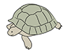 Turtles | Turtles-Animal | Animals | Free Illustrations