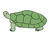 Turtles | Turtles-Animal | Animals | Free Illustrations