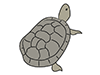 Turtles | Turtles-Animal | Animals | Free Illustrations