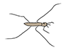 Water striders-animals | animals | free illustrations