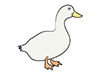 Duck ｜ House duck ――Animal ｜ Animal ｜ Free illustration material