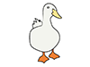 Duck ｜ House duck ――Animal ｜ Animal ｜ Free illustration material