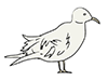 Seagull / Seagull-Animal | Animal | Free Illustration Material