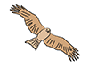 Black kite / black kite --animal | animal | free illustration material