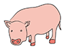 Pig ｜ Pig-Animal ｜ Animal ｜ Free Illustration Material