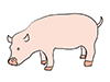 Pig ｜ Pig-Animal ｜ Animal ｜ Free Illustration Material