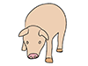 Pig ｜ Pig-Animal ｜ Animal ｜ Free Illustration Material