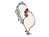 Chicken ｜ Chicken ―― Animal ｜ Animal ｜ Free Illustration Material