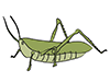 Grasshopper ｜ Insects-Animal ｜ Animal ｜ Free Illustration Material