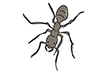 Ants / Ants-Animal | Animals | Free Illustrations