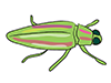 Jewel beetle / jewel beetle-animal | animal | free illustration material