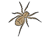 Spider / Spider-Animal | Animal | Free Illustration Material