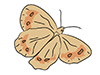 Moths / Moths-Animal | Animals | Free Illustrations