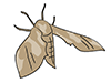 Moths / Moths-Animal | Animals | Free Illustrations