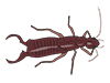 Earwigs-Animal | Animals | Free Illustrations