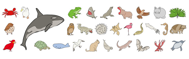 Shark / Whale / Large / Octopus / Squid / Penguins / Antarctica / Starfish / Sea leopard / Turtle / Shell / Crab / Lizard / Frog / Crocodile / Waterside